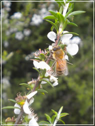 天然の薬木であるマヌカから採れるハチミツは抗菌性に優れています